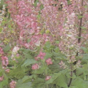 n[u  y N[ZCW z  ( n[u̎ )