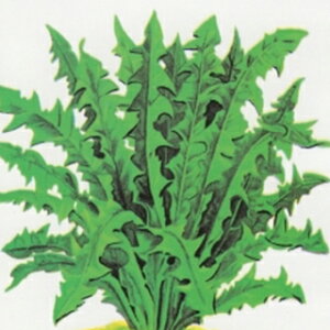 n[u  y _fCI z  ( n[u̎ )