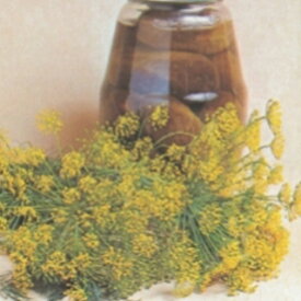 ハーブ 種 【 ディル 】 小袋 ( ハーブの種 )（藤田種子）