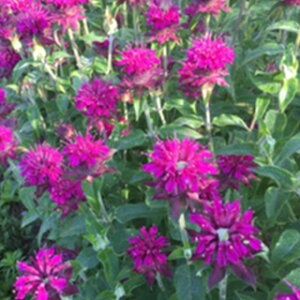 n[u  y xKbgECh z  ( n[u̎ )