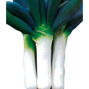 lM  y {mc z 2dl ( lM̎ )