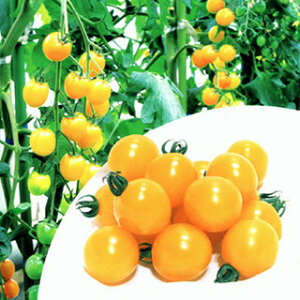 g}g  yCG[~~z 1,000 i   ؎q ؎ j