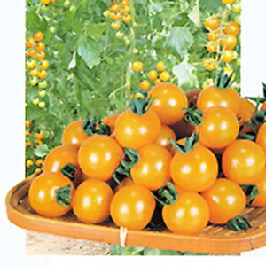 g}g  yIWp`Fz 1,000 i   ؎q ؎ j