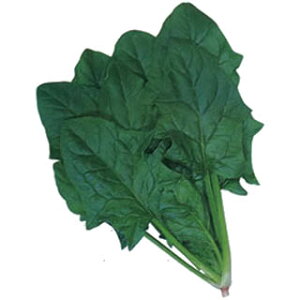 zE\E  y O[z[v z 2痱 ( zE\E̎ )