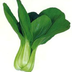 ちんげん菜 種 【 夏御前 】 種子 小袋（約20ml） （ 種 野菜 野菜種子 野菜種 ）