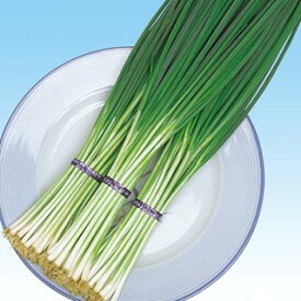 楽天市場 鴨頭ネギ 花 ガーデン Diy の通販