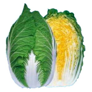 白菜 種 【 黄愛75 】 種子 1dl ( 種 野菜 野菜種子 野菜種 )