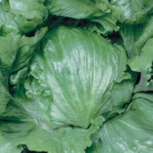 ^X  y TiX z q R[giLj5痱 i   ؎q ؎ j