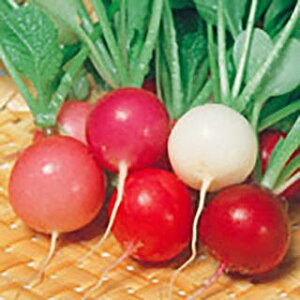 ��\���卪 �� �y �J���t���t�@�C�u �z 2dl ( ��\���卪�̎� )