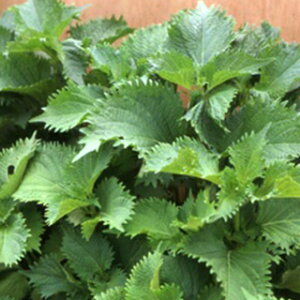 t  y ۗt 卂 z 1dl ( t؂̎ )