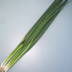 lM  y TSX|505˂ z 2dl ( lM̎ )