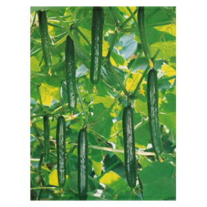 LE  y Ƃ333 z 350 ( LE̎ )