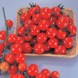 トマト 種 【 サンチェリー250 】 1000粒 ( トマトの種 ) 野菜の種子