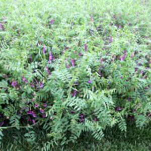 緑肥 種 【 ヘアリーベッチ まめっこ 】 1kg ( 緑肥の種 )