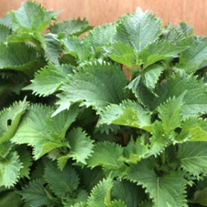 t  y ۗt 卂 z (20ml) ( t؂̎ )