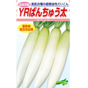 _CR  y YR΂񂿂イ z  ( _CR̎ )