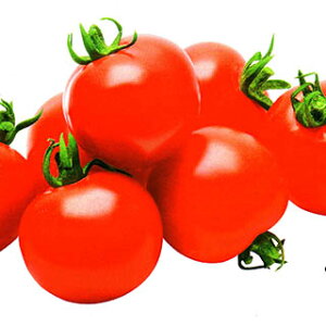 g}g  y bh{ z 100 ( g}g̎ )