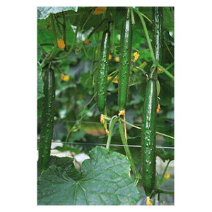 LE  y A z 350 ( LE̎ )