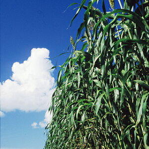 Δ  y rbNVK[\S[ z 1kg ( Δ̎ )