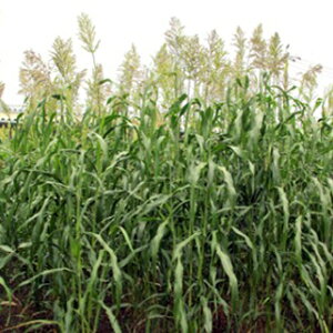 Δ  y t@C\S[ z 1kg ( Δ̎ )