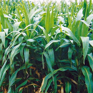 Δ  y 炩␫\S[ z 1kg ( Δ̎ )