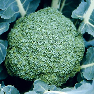 ubR[  y ܗ z  ( ubR[̎ )