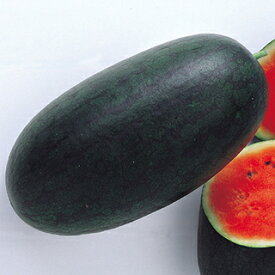 楽天市場 小玉スイカ 品種 収穫時期夏 の通販