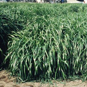 緑肥 種 【 イタリアンライグラス エース 】 1kg ( 緑肥の種 )