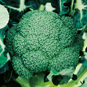 ubR[  y 180 z  ( ubR[̎ )