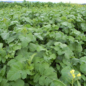 緑肥 種 【 チャガラシ 辛神 】 500g ( 緑肥の種 )