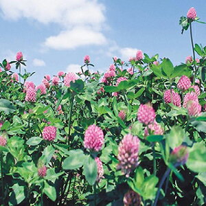 Δ  y AJN[o@WE z 500g ( Δ̎ )