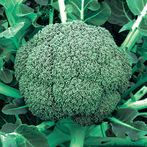 �u���b�R���[ �� �y ����410 �z ���� ( �u���b�R���[�̎� )