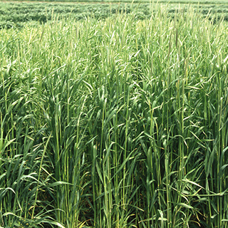細茎で乾燥しやすい耐寒性に優れる品種 在庫あり 緑肥 種 ライ麦 春一番 緑肥の種 蔵 1kg