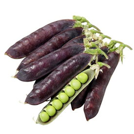 エンドウ 種 【 紫えんどう ツタンカーメンのエンドウ豆 】 （8ml） ( エンドウの種 )
