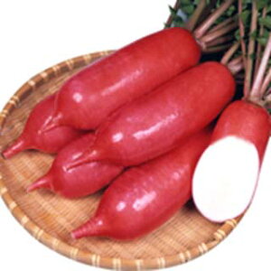 _CR  y H܂ z  ( _CR̎ )