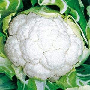 Jt[  y P z 2500 ( Jt[̎ )