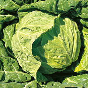 Lxc  y  z 3000 ( Lxc̎ )