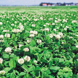 緑肥 種 【 シロクローバ フィア 】 500g ( 緑肥の種 )