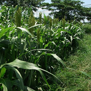 Δ  y Zڃ\S[ z 1kg ( Δ̎ )