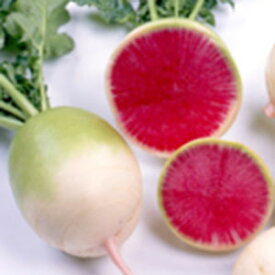 楽天市場 紅心 大根の通販