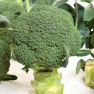 ubR[  y EC^[h[ z ybg120 ( ubR[̎ )