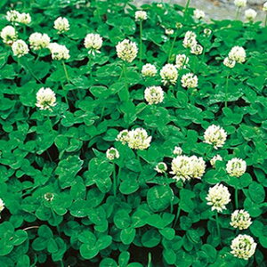 Δ  y VN[o@tBA z 500g ( Δ̎ )