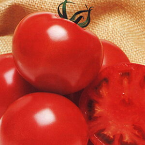 g}g  y CFYt@Cg z ybg痱 ( g}g̎ )