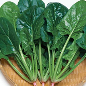 zE\E  y ^tXJC z AL3 ( zE\E̎ )