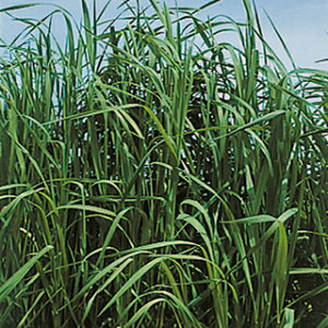 Δ  y `V[@NC}bNX z 1kg ( Δ̎ )