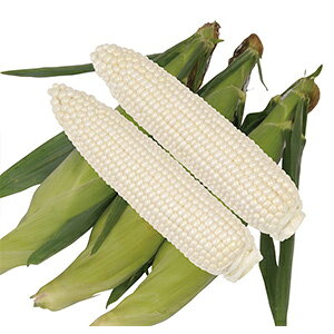 �g�E�����R�V �� �y �s���A�z���C�gSP �z ����30ml ( �g�E�����R�V�̎� )