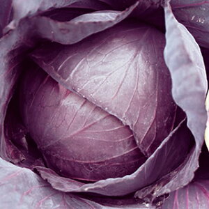 Lxc  y bh1 z (80) ( Lxc̎ )