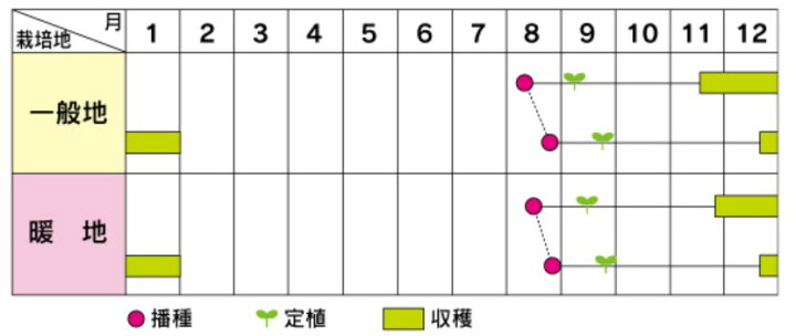 楽天市場】ブロッコリー 種 【 こんにちは 】 2000粒 ( ブロッコリーの種 ) : 【菜園くらぶ】家庭菜園の専門店 楽天市場】ブロッコリー 種 【 こんにちは 】 2000粒 ( ブロッコリーの種 ) : 【菜園くらぶ】家庭菜園の専門店