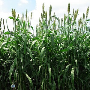 Δ  y \S[@VK[OCY z 20kg ( Δ̎ )