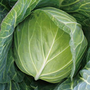 Lxc  y YRʂÂ z R[g5痱 ( Lxc̎ )